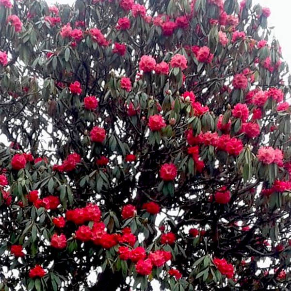 QUAD_rododendre florit wtspp
